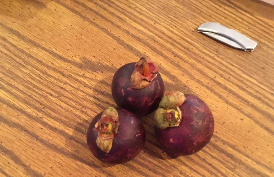 Mangosteen Utah Backyard Tropicals