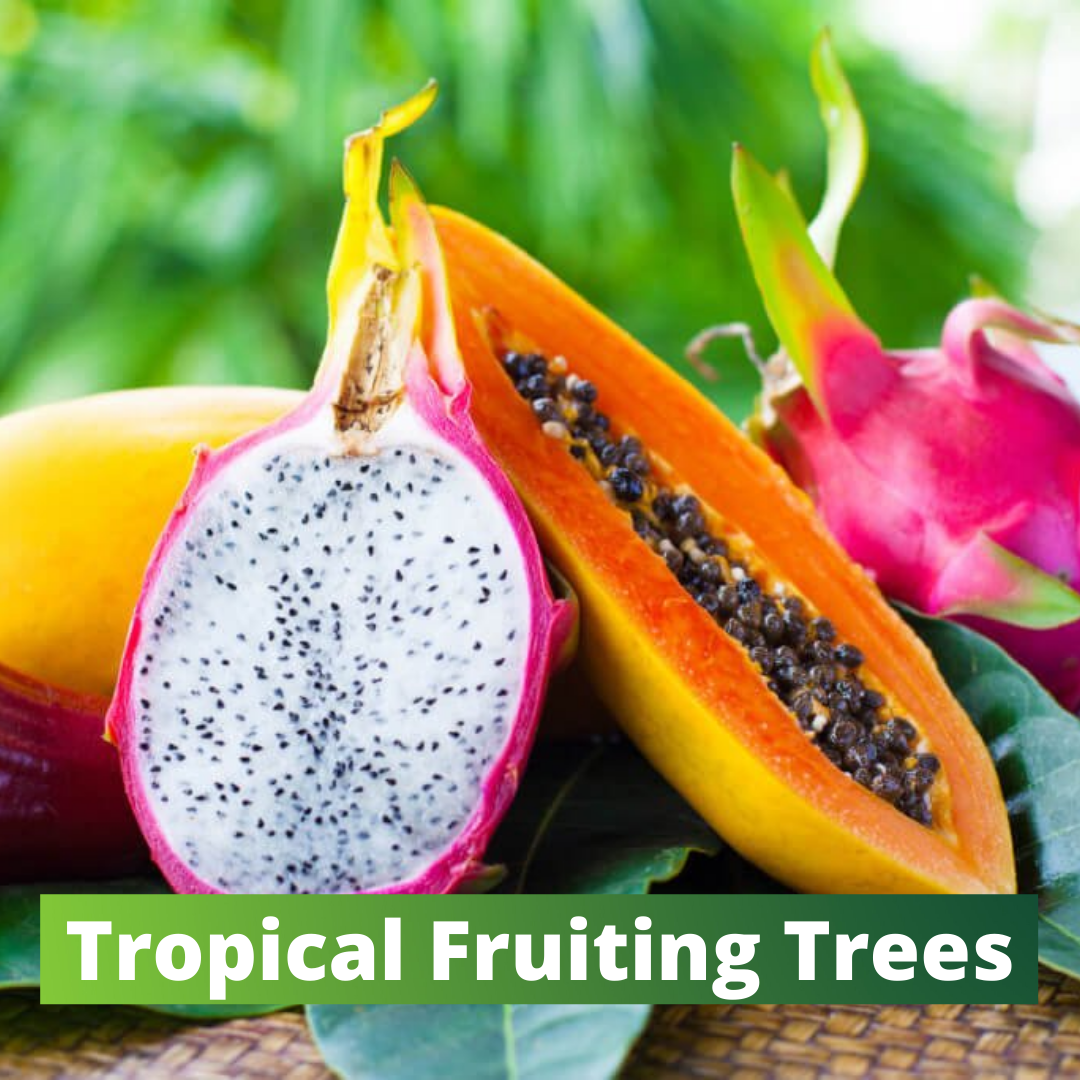 Utah Backyard Tropicals Growing Everything But Ordinary